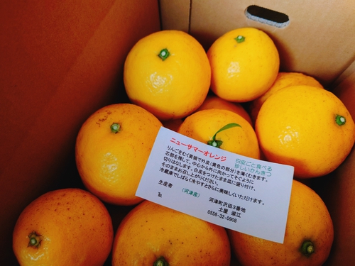 河津産ニューサマーオレンジの食べ方です~(^^♪ 河津産ニューサマーオレンジの食べ方です~(^^♪