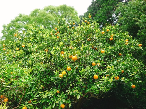 河津特産ニューサマーオレンジ・紅甘夏の収穫中! 河津特産ニューサマーオレンジ・紅甘夏の収穫中!
