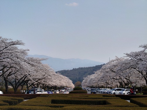 富士霊園の桜並木が満開でした！
