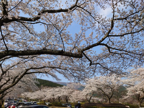富士霊園の桜並木が満開でした！