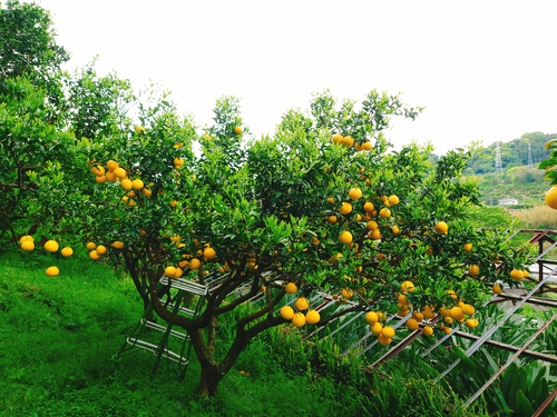 河津特産ニューサマーオレンジ・紅甘夏の絶賛収穫・発売中! 河津特産ニューサマーオレンジ・紅甘夏の絶賛収穫・発売中!