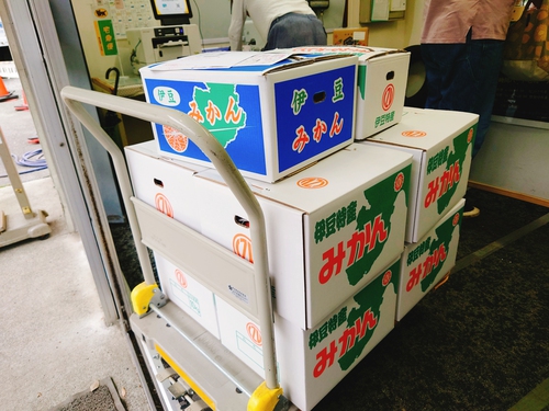 河津特産ニューサマーオレンジ・紅甘夏の絶賛収穫・発売中! 河津特産ニューサマーオレンジ・紅甘夏の絶賛収穫・発売中!
