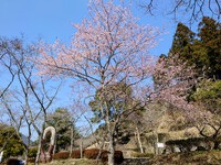 富士宮市稲子 ユー・トリオの大島桜