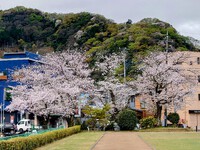 修善寺駅北口の桜！