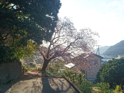 河津桜開花情報2017!~1月29日(日)~☆ 河津桜開花情報2017!~1月29日(日)~☆