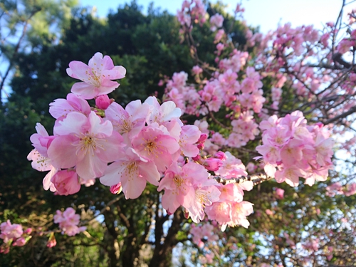 河津桜開花情報2017!~1月29日(日)~☆ 河津桜開花情報2017!~1月29日(日)~☆