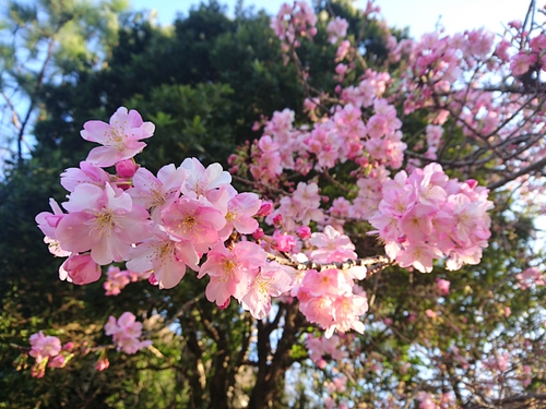 河津桜開花情報2017!~1月29日(日)~☆ 河津桜開花情報2017!~1月29日(日)~☆