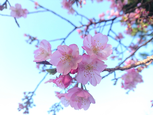 河津桜開花情報2017!~1月29日(日)~☆ 河津桜開花情報2017!~1月29日(日)~☆