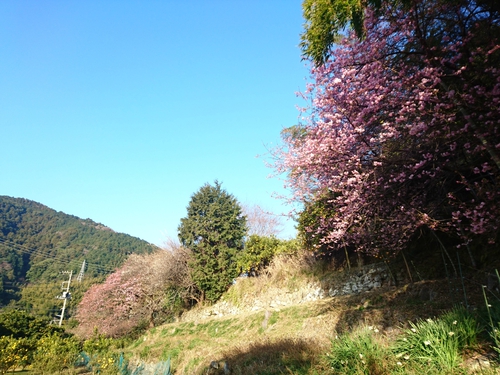 河津桜開花情報2017!~1月29日(日)~☆ 河津桜開花情報2017!~1月29日(日)~☆
