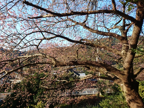 河津桜開花情報2017!~1月29日(日)~☆ 河津桜開花情報2017!~1月29日(日)~☆