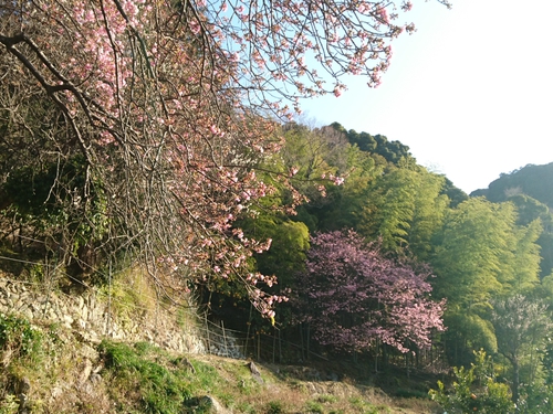 河津桜開花情報2017!~1月29日(日)~☆ 河津桜開花情報2017!~1月29日(日)~☆