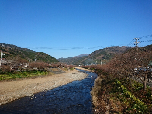 河津桜開花情報2017!~1月29日(日)PARTⅡ~☆ 河津桜開花情報2017!~1月29日(日)PARTⅡ~☆