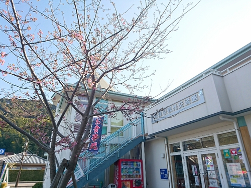 河津桜開花情報2017!~1月29日(日)PARTⅡ~☆ 河津桜開花情報2017!~1月29日(日)PARTⅡ~☆