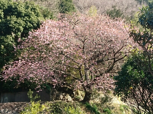 河津桜開花情報2017!~1月29日(日)PARTⅡ~☆ 河津桜開花情報2017!~1月29日(日)PARTⅡ~☆