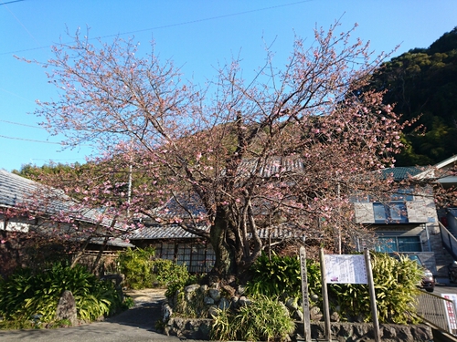 河津桜開花情報2017!~1月29日(日)PARTⅡ~☆ 河津桜開花情報2017!~1月29日(日)PARTⅡ~☆
