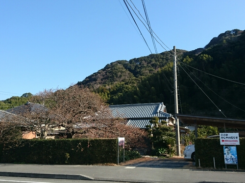 河津桜開花情報2017!~1月29日(日)PARTⅡ~☆ 河津桜開花情報2017!~1月29日(日)PARTⅡ~☆