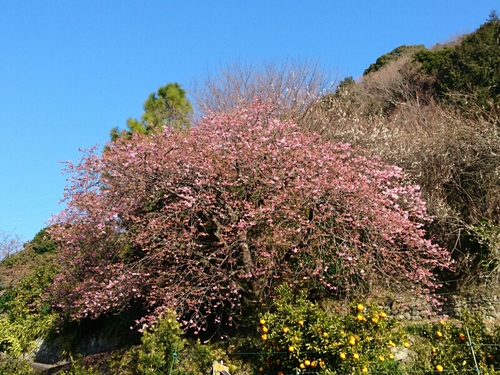 河津桜開花情報2017!~1月29日(日)PARTⅡ~☆ 河津桜開花情報2017!~1月29日(日)PARTⅡ~☆