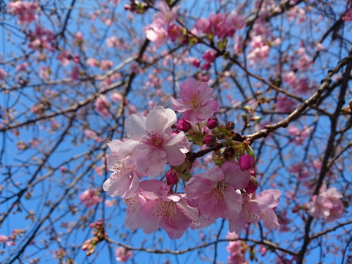 河津桜開花情報2017!~1月29日(日)PARTⅡ~☆ 河津桜開花情報2017!~1月29日(日)PARTⅡ~☆