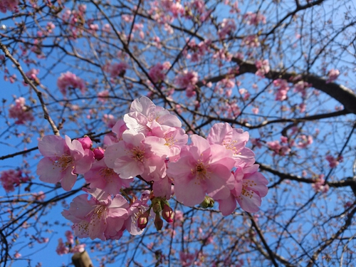 河津桜開花情報2017!~1月29日(日)PARTⅡ~☆ 河津桜開花情報2017!~1月29日(日)PARTⅡ~☆