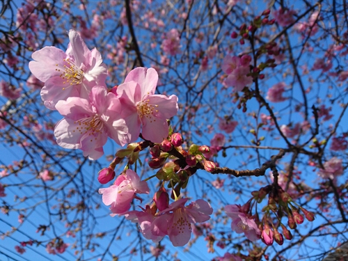 河津桜開花情報2017!~1月29日(日)PARTⅡ~☆ 河津桜開花情報2017!~1月29日(日)PARTⅡ~☆