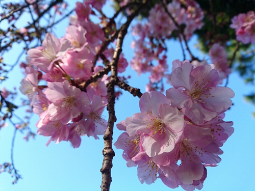 河津桜開花情報2017!~1月29日(日)PARTⅡ~☆ 河津桜開花情報2017!~1月29日(日)PARTⅡ~☆