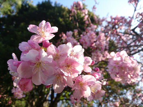 河津桜開花情報2017!~1月29日(日)PARTⅡ~☆ 河津桜開花情報2017!~1月29日(日)PARTⅡ~☆