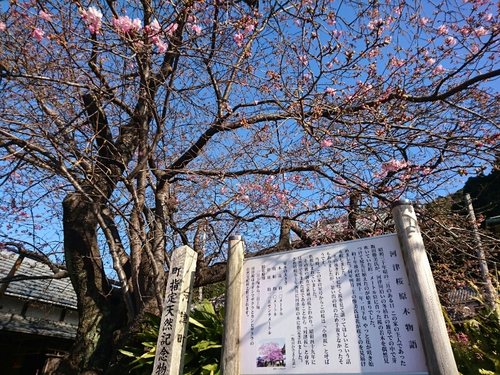 河津桜開花情報2017!~1月29日(日)PARTⅡ~☆ 河津桜開花情報2017!~1月29日(日)PARTⅡ~☆