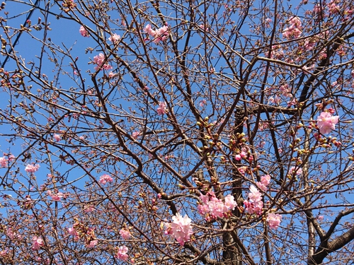 河津桜開花情報2017!~1月29日(日)PARTⅡ~☆ 河津桜開花情報2017!~1月29日(日)PARTⅡ~☆