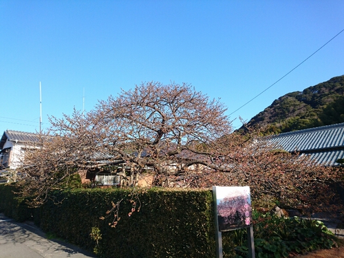 河津桜開花情報2017!~1月29日(日)PARTⅡ~☆ 河津桜開花情報2017!~1月29日(日)PARTⅡ~☆