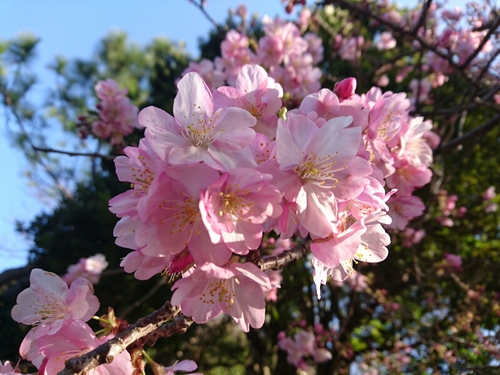 河津桜開花情報2017!~1月29日(日)PARTⅡ~☆ 河津桜開花情報2017!~1月29日(日)PARTⅡ~☆