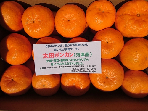 伊豆河津特産ポンカン 今年もありがとうございました! 伊豆河津特産ポンカン 今年もありがとうございました!