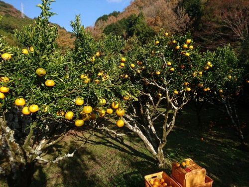 伊豆河津特産ポンカンのご注文! 承ります! 伊豆河津特産ポンカンのご注文! 承ります!