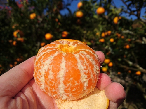 伊豆河津特産ポンカンのご注文! 承ります! 伊豆河津特産ポンカンのご注文! 承ります!