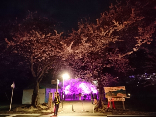 大室山・さくらの里の夜桜ライトアップ! 大室山・さくらの里の夜桜ライトアップ!