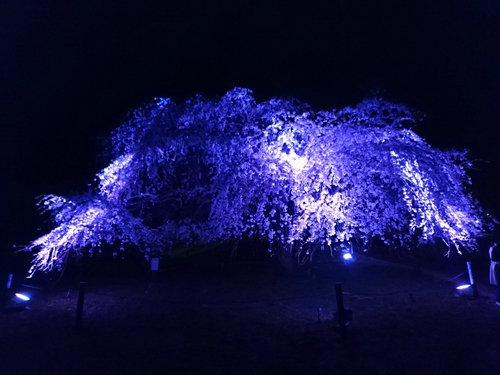大室山・さくらの里の夜桜ライトアップ! 大室山・さくらの里の夜桜ライトアップ!