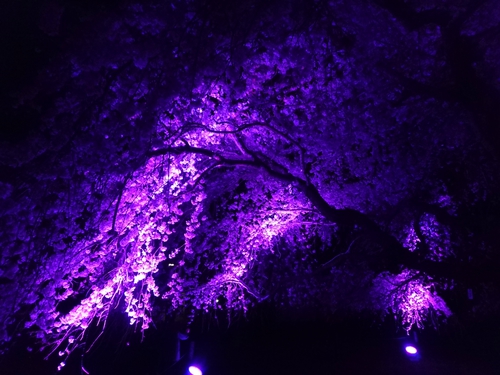大室山・さくらの里の夜桜ライトアップ! 大室山・さくらの里の夜桜ライトアップ!
