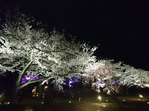 大室山・さくらの里の夜桜ライトアップ! 大室山・さくらの里の夜桜ライトアップ!