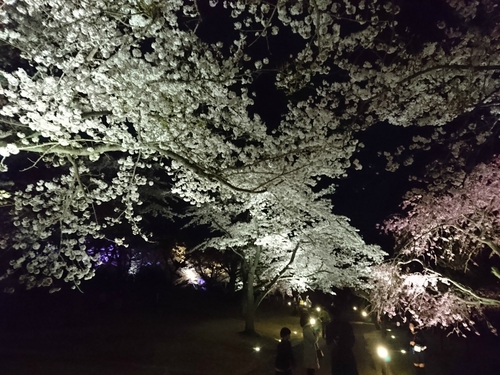 大室山・さくらの里の夜桜ライトアップ! 大室山・さくらの里の夜桜ライトアップ!