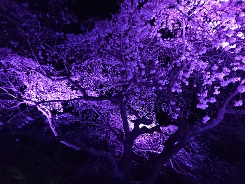 大室山・さくらの里の夜桜ライトアップ! 大室山・さくらの里の夜桜ライトアップ!