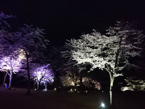 大室山・さくらの里の夜桜ライトアップ! 大室山・さくらの里の夜桜ライトアップ!