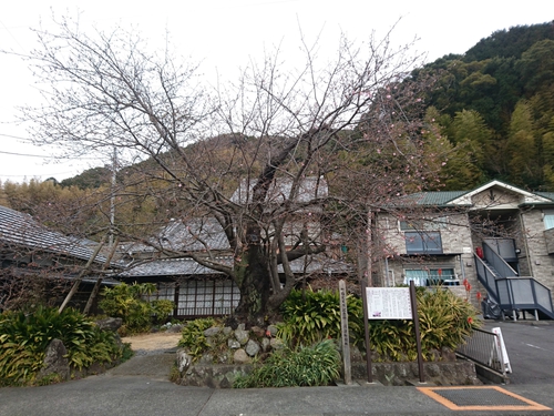 来週2/10より、河津桜まつり開催です! 来週2/10より、河津桜まつり開催です!