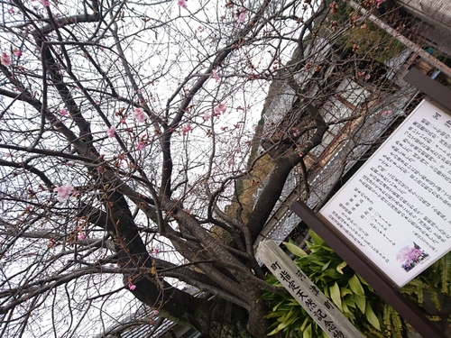 来週2/10より、河津桜まつり開催です! 来週2/10より、河津桜まつり開催です!