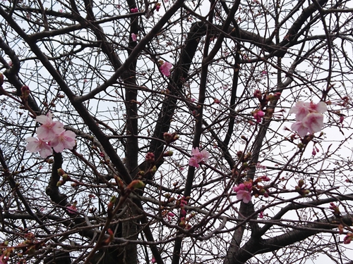 来週2/10より、河津桜まつり開催です! 来週2/10より、河津桜まつり開催です!