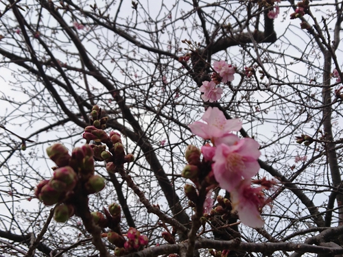 来週2/10より、河津桜まつり開催です! 来週2/10より、河津桜まつり開催です!
