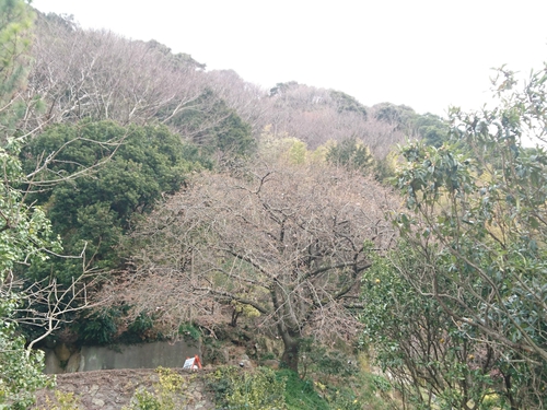 来週2/10より、河津桜まつり開催です! 来週2/10より、河津桜まつり開催です!