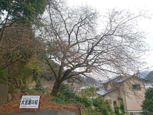 来週2/10より、河津桜まつり開催です! 来週2/10より、河津桜まつり開催です!
