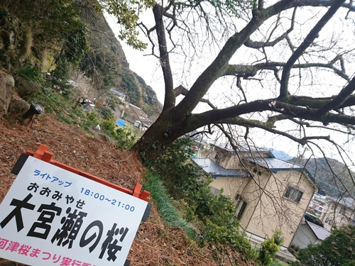 来週2/10より、河津桜まつり開催です! 来週2/10より、河津桜まつり開催です!
