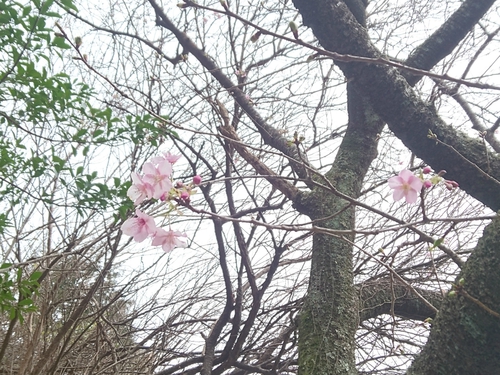 来週2/10より、河津桜まつり開催です! 来週2/10より、河津桜まつり開催です!