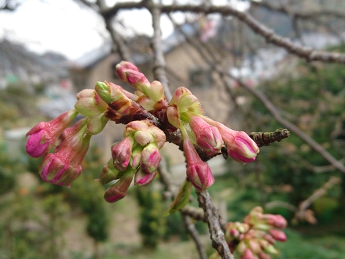 来週2/10より、河津桜まつり開催です! 来週2/10より、河津桜まつり開催です!
