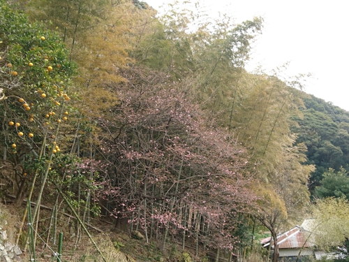 来週2/10より、河津桜まつり開催です! 来週2/10より、河津桜まつり開催です!